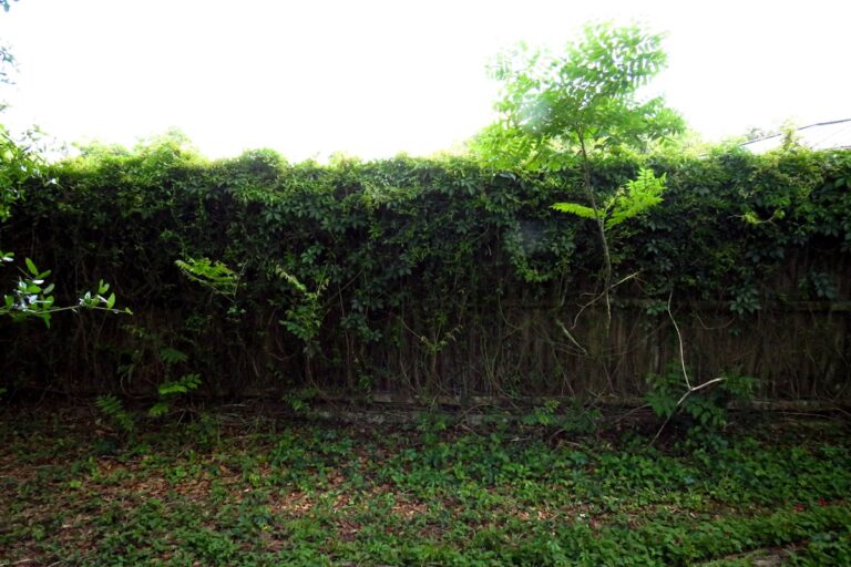 How to create privacy in your garden without a fence
